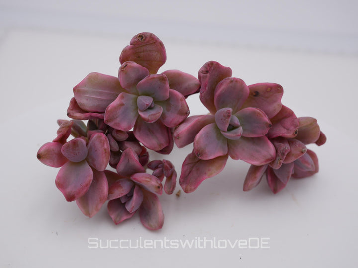 Echeveria Mrs Richard variegiert - schöne und sehr seltene Sukkulente - Pflanze * Korea Import *