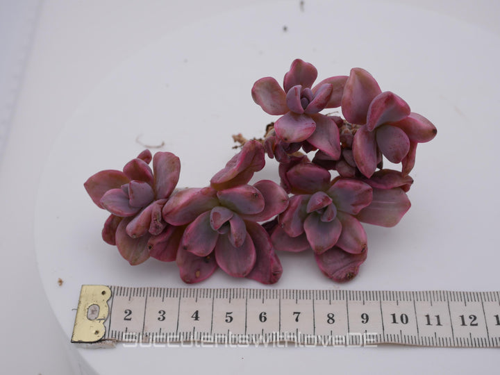 Echeveria Mrs Richard variegiert - schöne und sehr seltene Sukkulente - Pflanze * Korea Import *