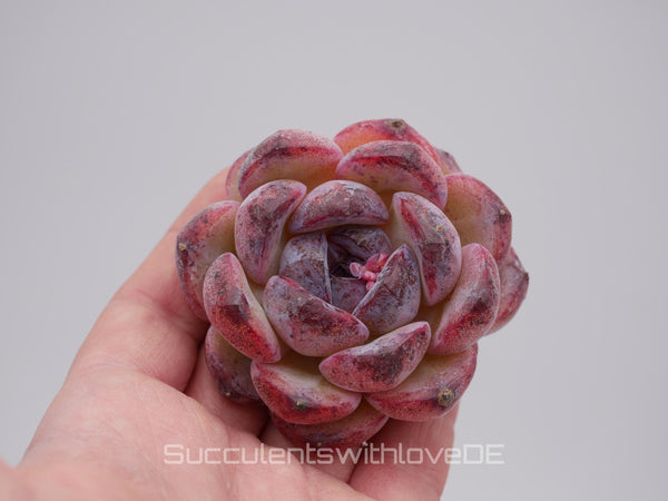 Echeveria 'Black Waterfall' - schöne und seltene Sukkulente - Sukkulente - Pflanze * Korea Import *