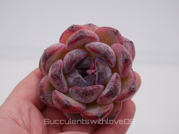 Echeveria 'Black Waterfall' - schöne und seltene Sukkulente - Sukkulente - Pflanze * Korea Import *