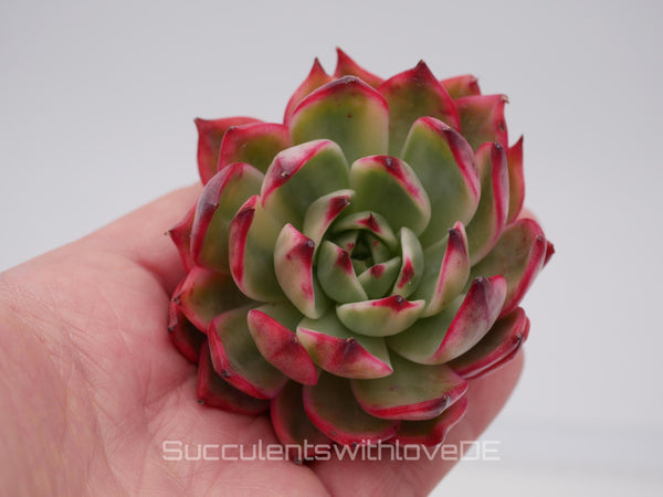 Echeveria 'Peach' var. - schöne und seltene Sukkulente - Sukkulente - Pflanze * Korea Import *