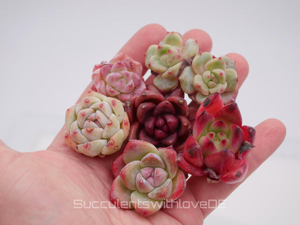 Echeveria Set #2 - 5 sehr schöne Sukkulente aus Korea - Pflanze - Nur solange der Vorrat reicht!