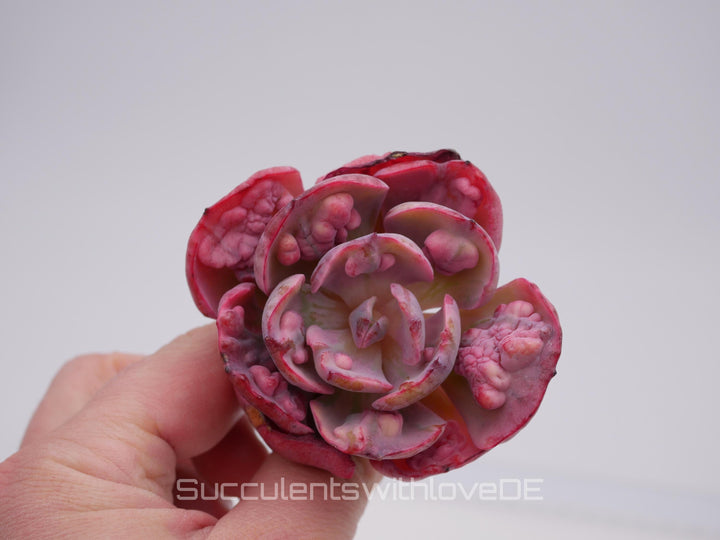 Echeveria 'Beyonce' Rainbow variegata - schöne und sehr seltene Sukkulente - Pflanze * Korea Import *