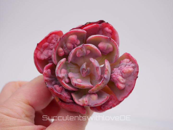 Echeveria 'Beyonce' Rainbow variegata - schöne und sehr seltene Sukkulente - Pflanze * Korea Import *