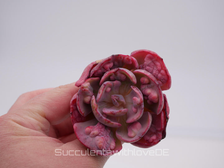 Echeveria 'Beyonce' Rainbow variegata - schöne und sehr seltene Sukkulente - Pflanze * Korea Import *