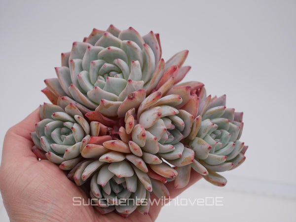 Echeveria 'Blue Bird' Cluster - schöne und seltene Sukkulente - Sukkulente - Pflanze * Korea Import *