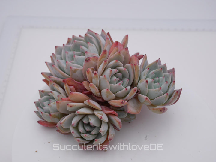 Echeveria 'Blue Bird' Cluster - schöne und seltene Sukkulente - Sukkulente - Pflanze * Korea Import *