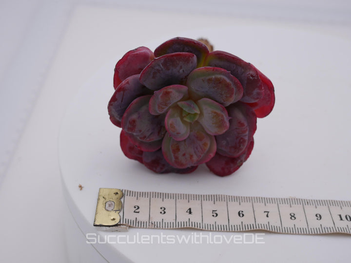 Echeveria Beyonce - schöne und seltene Sukkulente - Sukkulente - Pflanze * Korea Import *