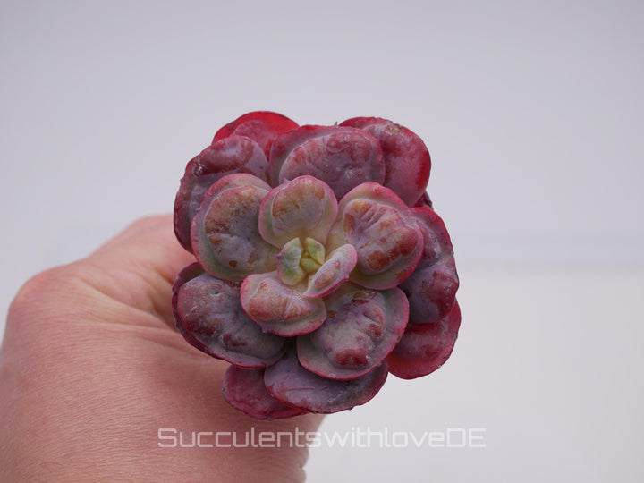 Echeveria Beyonce - schöne und seltene Sukkulente - Sukkulente - Pflanze * Korea Import *