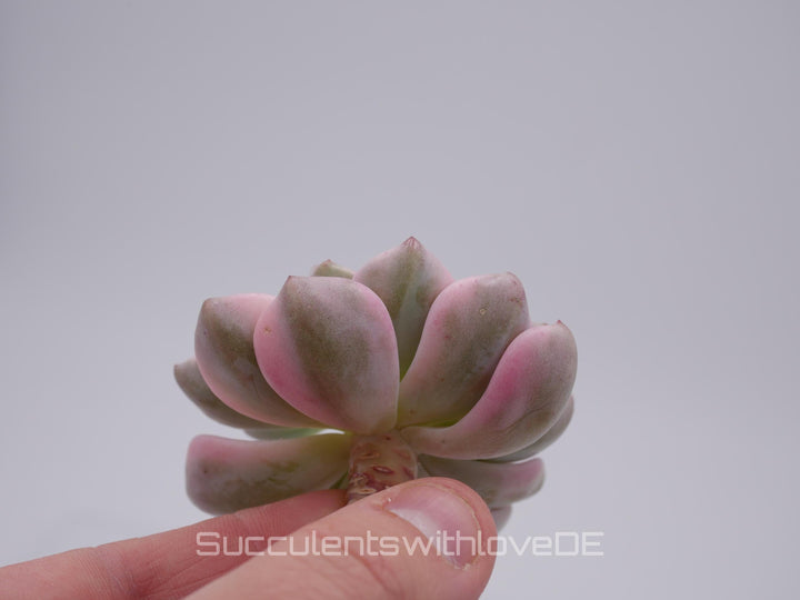 Echeveria 'Pretty in Pink' var. - schöne und seltene Sukkulente - Sukkulente - Pflanze * Korea Import *