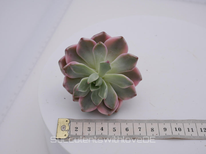 Echeveria 'Pretty in Pink' var. - schöne und seltene Sukkulente - Sukkulente - Pflanze * Korea Import *