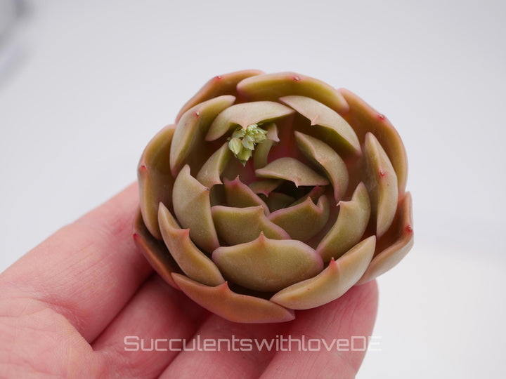 Echeveria 'Kiss' - schöne und seltene Sukkulente - Sukkulente - Pflanze * Korea Import *