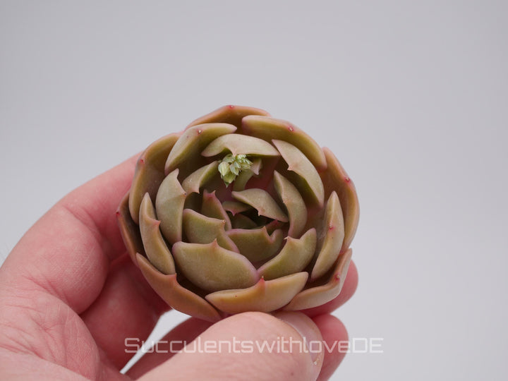 Echeveria 'Kiss' - schöne und seltene Sukkulente - Sukkulente - Pflanze * Korea Import *