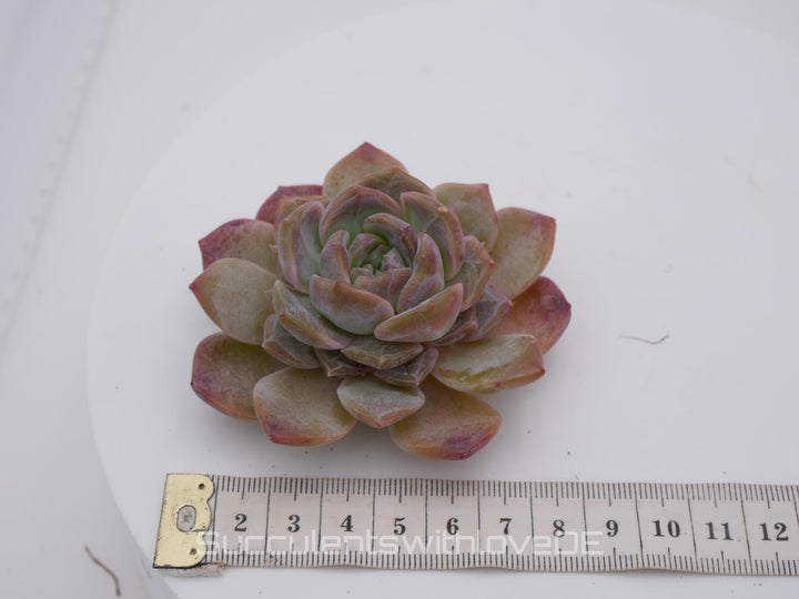 Echeveria 'Strawberry Bobo' - schöne und seltene Sukkulente - Sukkulente - Pflanze * Korea Import *