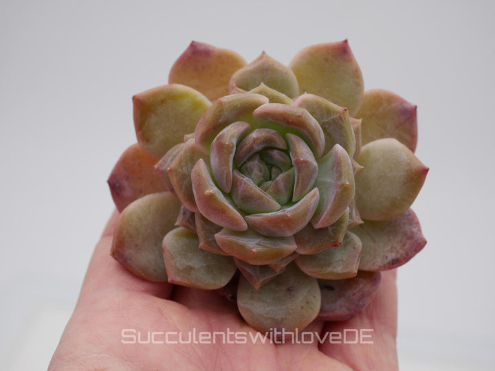 Echeveria 'Strawberry Bobo' - schöne und seltene Sukkulente - Sukkulente - Pflanze * Korea Import *