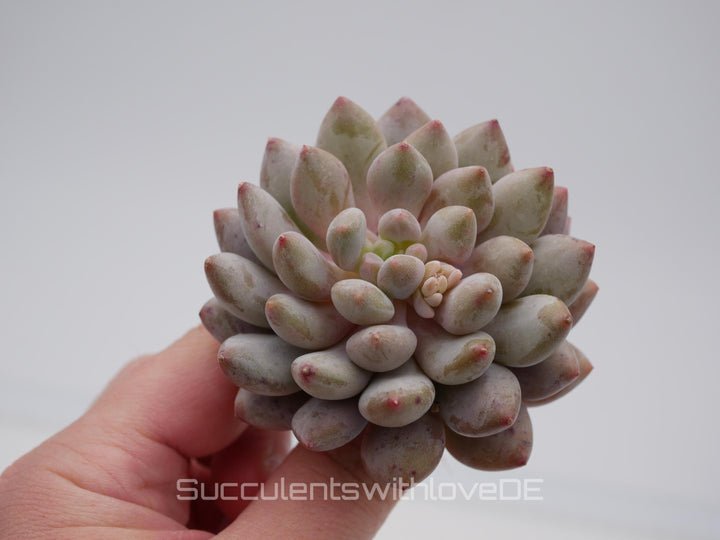 Echeveria 'Honey Peach' - schöne und seltene Sukkulente - Sukkulente - Pflanze * Korea Import *