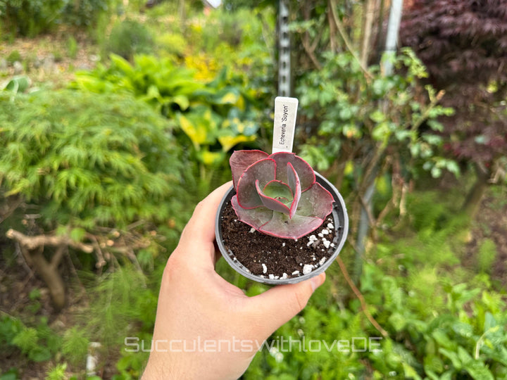 Echeveria 'Suyon' - grün, rote Sukkulente - schöne und sehr seltene Sukkulente - Pflanze * Korea Import *