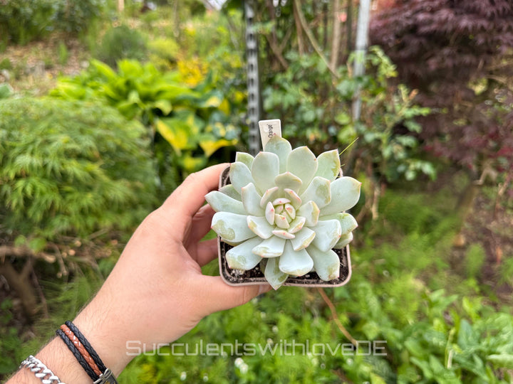 Echeveria 'Star Orange' - schöne und seltene Sukkulente - Sukkulente - Pflanze