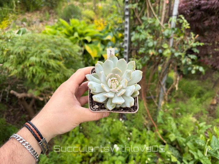 Echeveria 'Star Orange' - schöne und seltene Sukkulente - Sukkulente - Pflanze