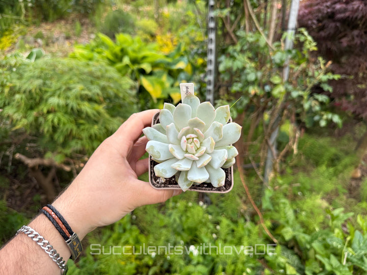 Echeveria 'Star Orange' - schöne und seltene Sukkulente - Sukkulente - Pflanze