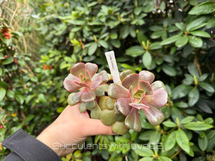 Echeveria 'Mont' - sehr seltene und schöne Sukkulente - Vermehrungsblatt oder Pflanze