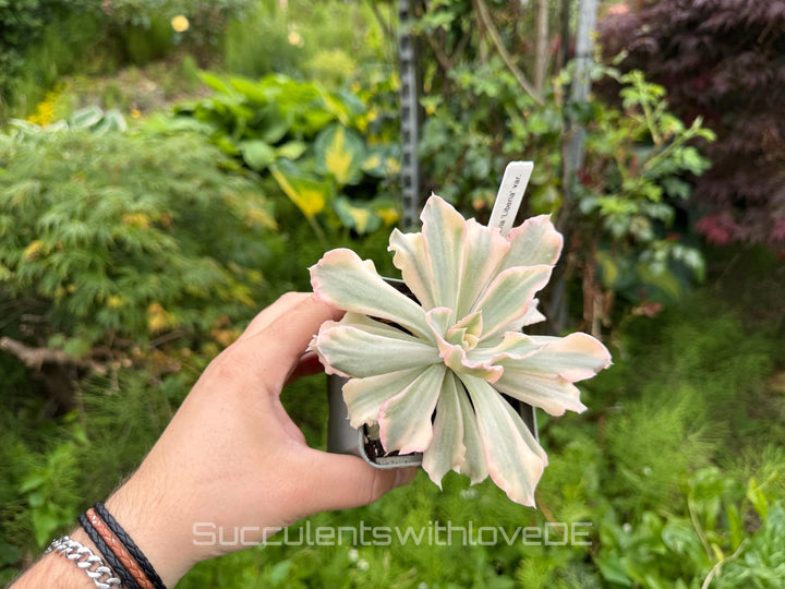 Echeveria 'Liberia' variegated - NUR 1 EXEMPLAR - schöne und seltene Sukkulente - Sukkulente - Pflanze * Korea Import *