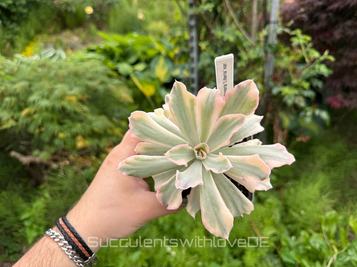 Echeveria 'Liberia' variegated - NUR 1 EXEMPLAR - schöne und seltene Sukkulente - Sukkulente - Pflanze * Korea Import *