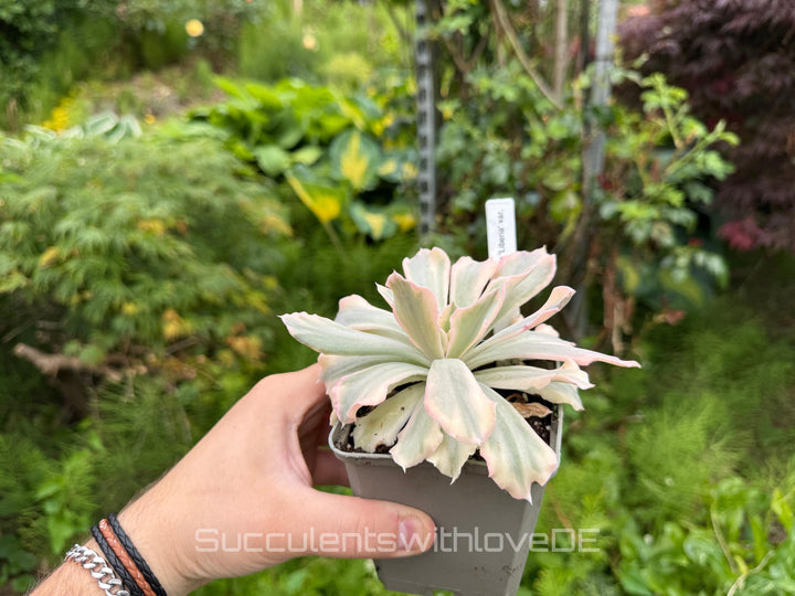 Echeveria 'Liberia' variegated - NUR 1 EXEMPLAR - schöne und seltene Sukkulente - Sukkulente - Pflanze * Korea Import *