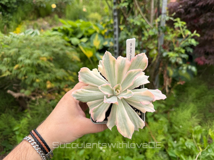 Echeveria 'Liberia' variegated - NUR 1 EXEMPLAR - schöne und seltene Sukkulente - Sukkulente - Pflanze * Korea Import *