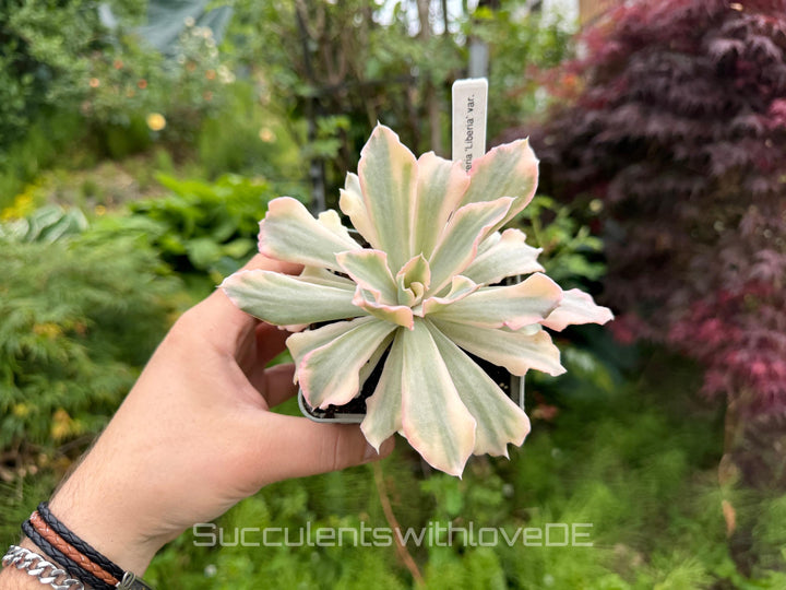 Echeveria 'Liberia' variegated - NUR 1 EXEMPLAR - schöne und seltene Sukkulente - Sukkulente - Pflanze * Korea Import *