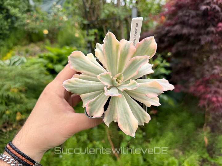 Echeveria 'Liberia' variegated - NUR 1 EXEMPLAR - schöne und seltene Sukkulente - Sukkulente - Pflanze * Korea Import *