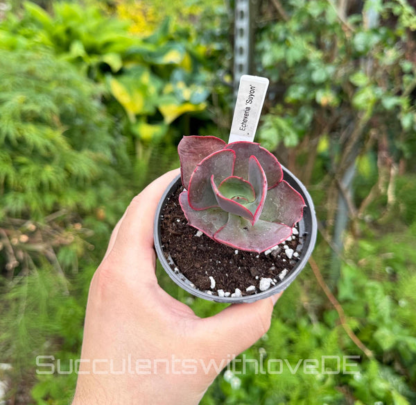 Echeveria 'Suyon' - grün, rote Sukkulente - schöne und sehr seltene Sukkulente - Pflanze * Korea Import *