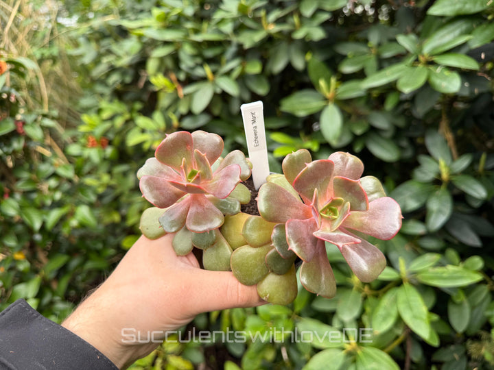 Echeveria 'Mont' - sehr seltene und schöne Sukkulente - Vermehrungsblatt oder Pflanze