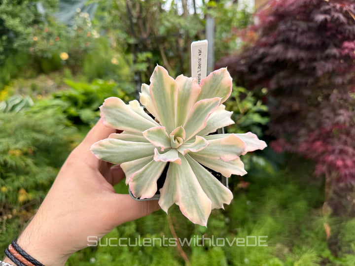 Echeveria 'Liberia' variegated - NUR 1 EXEMPLAR - schöne und seltene Sukkulente - Sukkulente - Pflanze * Korea Import *