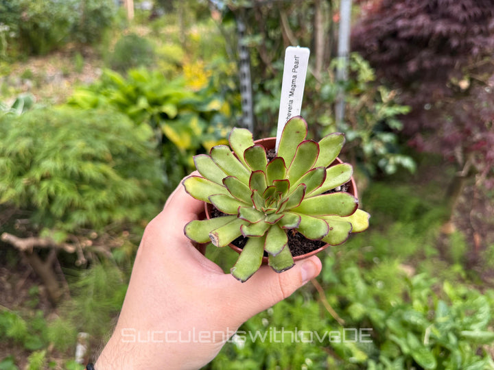Echeveria 'Magma Pearl' - schöne und seltene Sukkulente - Sukkulente - Pflanze