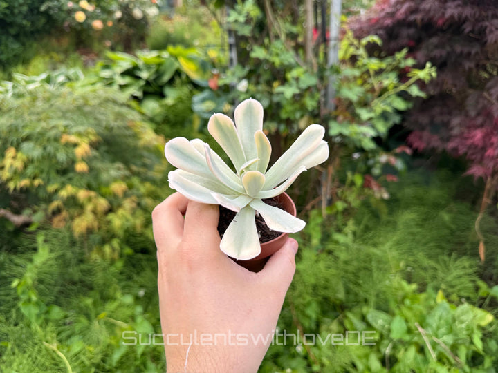 Echeveria runyonii f. variegata 'Akaihosi' - schöne und seltene Sukkulente - gelb grün - Vermehrungsblatt oder Pflanze