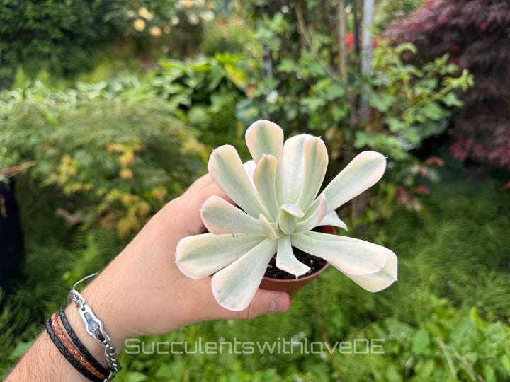 Echeveria runyonii f. variegata 'Akaihosi' - schöne und seltene Sukkulente - gelb grün - Vermehrungsblatt oder Pflanze