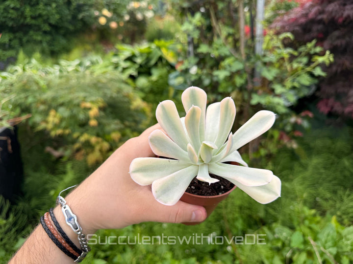 Echeveria runyonii f. variegata 'Akaihosi' - schöne und seltene Sukkulente - gelb grün - Vermehrungsblatt oder Pflanze