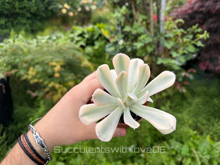 Echeveria runyonii f. variegata 'Akaihosi' - schöne und seltene Sukkulente - gelb grün - Vermehrungsblatt oder Pflanze