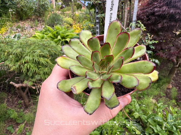 Echeveria 'Magma Pearl' - schöne und seltene Sukkulente - Sukkulente - Pflanze