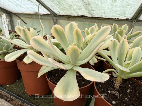 Echeveria runyonii f. variegata 'Akaihosi' - schöne und seltene Sukkulente - gelb grün - Vermehrungsblatt oder Pflanze