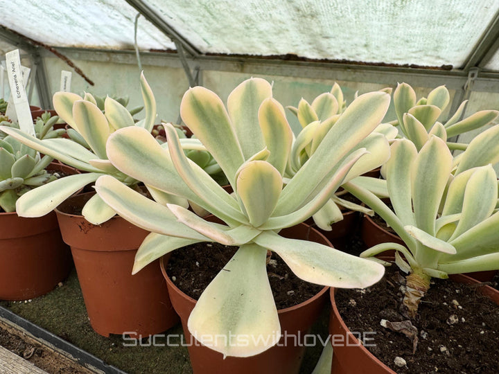 Echeveria runyonii f. variegata 'Akaihosi' - schöne und seltene Sukkulente - gelb grün - Vermehrungsblatt oder Pflanze