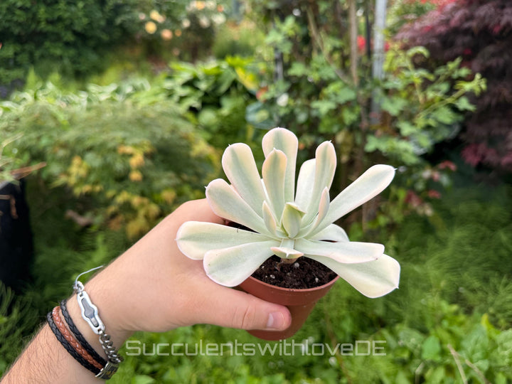 Echeveria runyonii f. variegata 'Akaihosi' - schöne und seltene Sukkulente - gelb grün - Vermehrungsblatt oder Pflanze