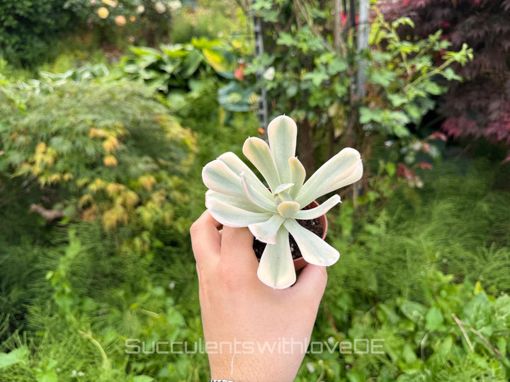Echeveria runyonii f. variegata 'Akaihosi' - schöne und seltene Sukkulente - gelb grün - Vermehrungsblatt oder Pflanze