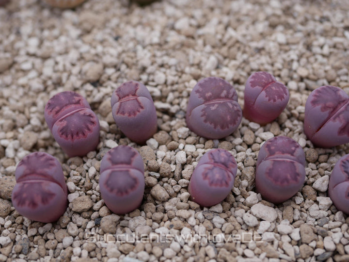 Lithops salicola Bacchus 'Sato's Violet' | double-head | Lithops Living Stone | Lebender Stein