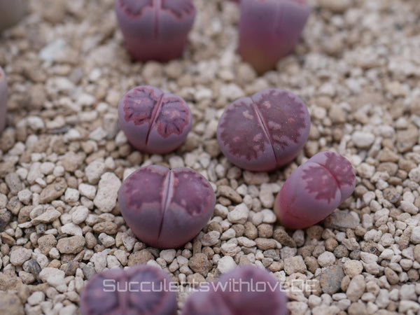 Lithops salicola Bacchus 'Sato's Violet' | double-head | Lithops Living Stone | Lebender Stein