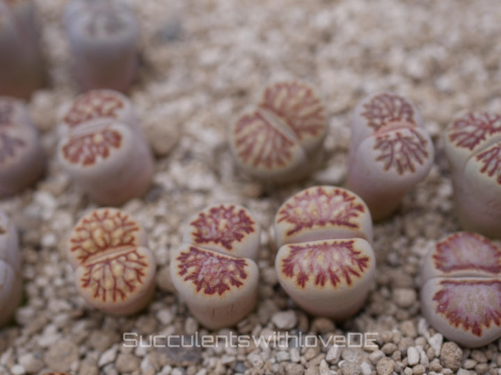 Lithops Julii kikucaseki | Lithops Living Stone | Lebender Stein