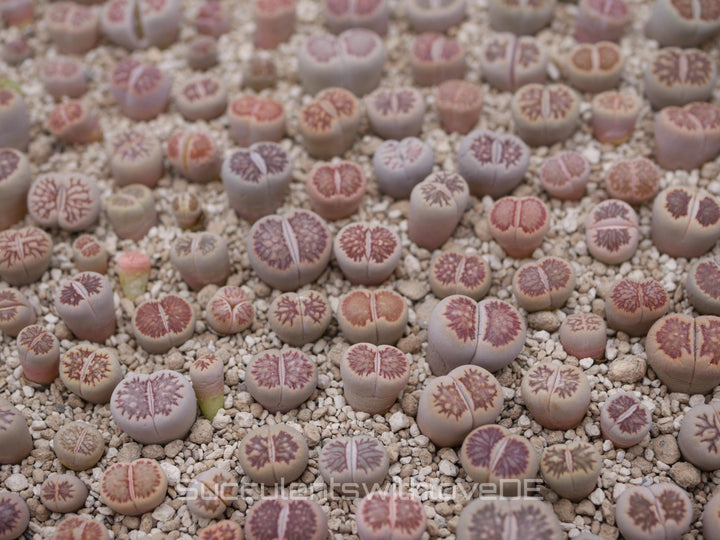 Lithops Julii kikucaseki | Lithops Living Stone | Lebender Stein