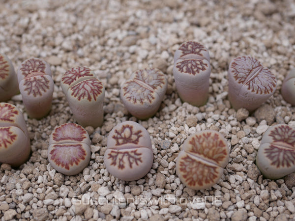 Lithops Julii kikucaseki | Lithops Living Stone | Lebender Stein