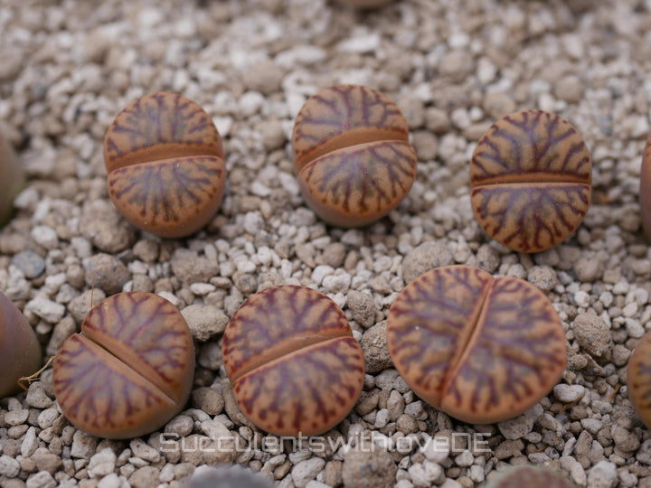 Lithops bromfieldii 'Red Coral' | Lithops Living Stone | Lebender Stein